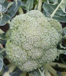 Brontolo F1 (2500 seminte) de broccoli cu capatana verde inchis fina uniforma si compacta ce nu emite tulpini secundare, Cora Seeds