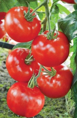 Bruno F1 (30 seminte) tomate nedeterminate uniforme, globulare si uşor aplatizate, Polan - Img 3