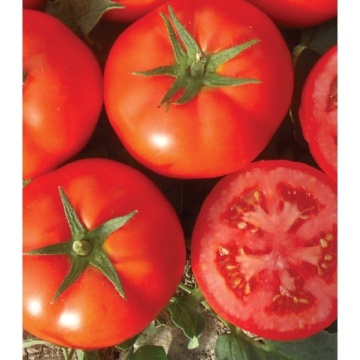 Bueno F1 (500 seminte) rosii nedeterminate mari, ferme, foarte productive, rezistente la boli, Nongwoo Bio