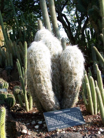 Cactus Batranul Muntelui (40 seminte) Old Man of the Andes - Oreocereus Celsianus, cactus columnar rezistent la inghet, Saflax - Img 6