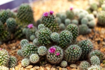Cactus Mammilaria Mix (40 seminte) cactusi usor de ingrijit, flori foarte colorate, Saflax - Img 2