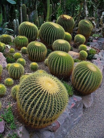 Cactus Perna Soacrei (40 seminte) Barrel Cactus - Echinocactus Grusonii, cactus sferic, spini tari, Saflax - Img 4