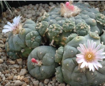 Cactus Peyote (20 seminte) Peyoe - Lophophora williamsii, cactusul samanilor azteci, Saflax - Img 4