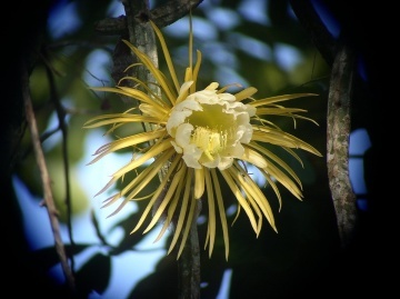 Cactus Regina Noptii (40 seminte) Queen of the Night - Selenicerus grandiflorus, flori mari, parfum de vanilie, Saflax - Img 2