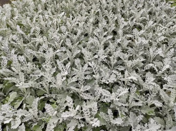 Candicans (150 seminte) Cineraria frunze decorative alb-cenusii, Seklos - Img 3