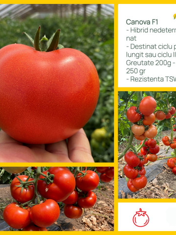 Canova F1 (250 seminte) tomate hibrid nedeterminat semi-timpuriu, ajunge la 200-250 gr, Clause - Img 3