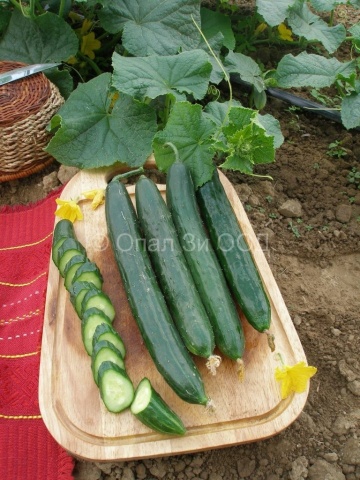 Castraveti Gergana (1500 seminte) castraveti lungi soi timpuriu, Florian - Img 2