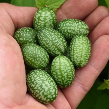 Castraveti Mexican Sour Gherkin (20 seminte), fructe mici, delicioase, Seklos - Img 3