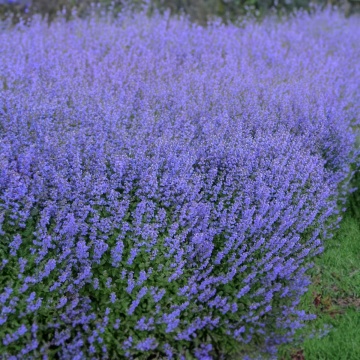 Catmint Faassenii (400 seminte) Menta Pisicii perena, inflorire abundenta, flori albastre-violet, Seklos - Img 2