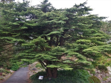 Cedru Libanez (20 seminte) Lebanon Cedar - Cedrus libani, conifer decorativ vesnic verde, Saflax - Img 2