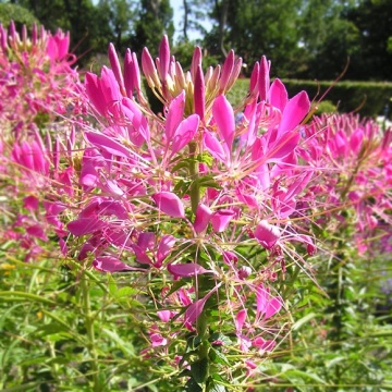 Cherry Queen (160 seminte) Floare Paianjen Cleome, flori foarte mari, roz, Seklos