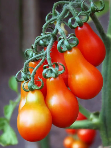 Cherry Red Pear (60 seminte) tomate cherry in forma de para, PlantiCo - Img 2