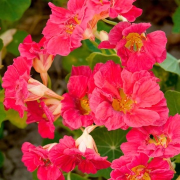 Cherry Rose (20 seminte) Condurul Doamnei pitic, culoare roz aprins, Seklos - Img 3