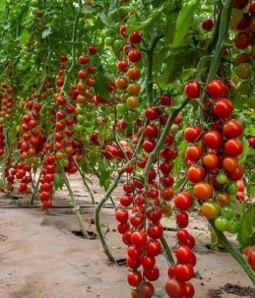 Cherye F1 (500 seminte) rosii cherry foarte dulci, timpurii nedeterminate, Syngenta