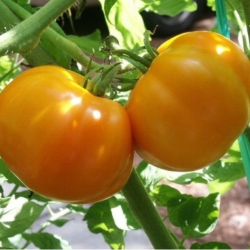 Chihlimbar (1500 seminte) Tomate Romanesti de culoare Galben-potocaliu de la SCDL Buzau - Img 1