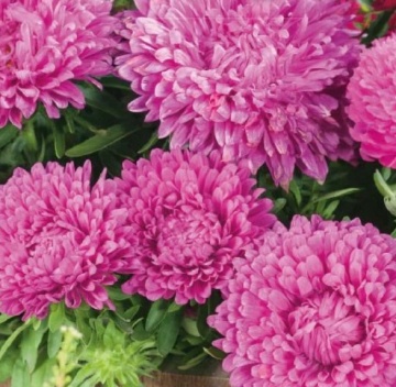 China Aster Colour Carpet pink (220 seminte) Ochiul Boului pitic, flori roz, Seklos - Img 3