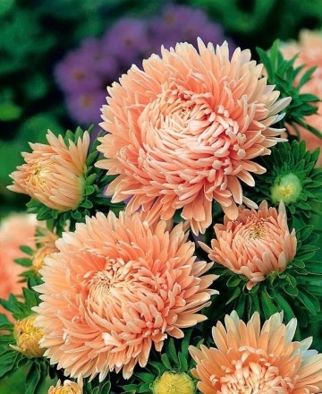China Aster Paeony salmon (240 seminte) Ochiul Boului Paeonia roz somon, Seklos - Img 2