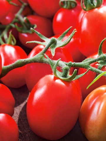 Chrobry F1 (150 seminte) tomate pitice de camp extrem de productive si rezistente, soi mediu tarziu, PlantiCo - Img 1