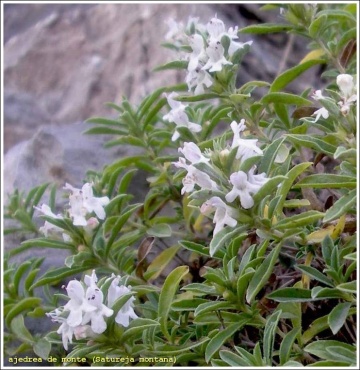 Cimbru de Iarna - Satureja montana (160 seminte) planta aromatica, Florian