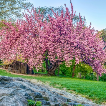 Cires Japonez (30 seminte) Wild Black Cherry - Prunus serrulata, inflorire abundenta cu flori batute, roz, Saflax - Img 5