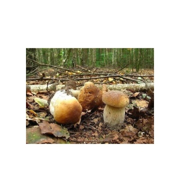 Ciuperca Boletus betulicola (10 g) miceliu de ciuperca de padure Hrib de Mesteacan, Seklos - Img 2