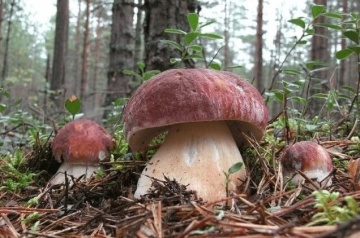 Ciuperca Boletus pinophilus (10 g) miceliu de ciuperca de padure Hrib de Brad, Seklos - Img 6