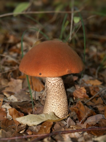 Ciuperca Leccinum aurantiacum (10 g) miceliu de ciuperca de padure Hrib de Plop, Seklos - Img 3