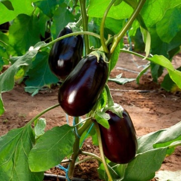 Clelia F1 (500 seminte) de vinete cu fructe oval-alungite si greutate medie de 400-500 gr de culoare negru lucios, Esasem