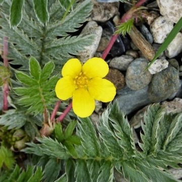 Coada Racului (20 seminte) Silverweed - Potentilla anserina, planta medicinala pentru digestie, afectiuni genitale, eczeme, Saflax