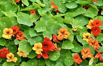 Condurul Doamnei Nasturtium Gleam Hybrids (2 gr) de seminte de Condurul Doamnei urcator, amestec de culori, Seklos - Img 3
