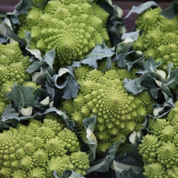 Conopida Romanesco Early (200 seminte) conopida soi semitardiv, inflorescente piramidale, galben-verzui, Agrosem - Img 3