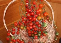Coralina (600 seminte) Tomate Tip Cireasa Cherry Soi Nedeterminat SCDL Buzau - Img 2