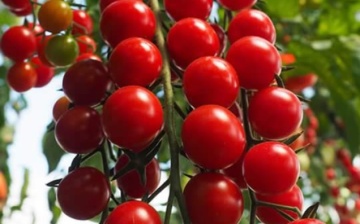 Crokini PowerSaat F1 (5 seminte) rosii tip cherry de culoare rosie foarte gustoase, productivitate excelenta, Kiepenkerl - Img 2