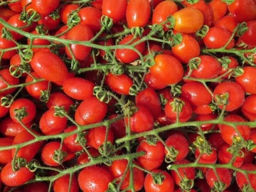 Crovarese (900 seminte) rosii cherry prunisoare, extratimpurii nedeterminate, La Semiorto Sementi - Img 2