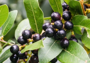 Dafin (6 seminte) Bay Tree - Laurus nobilis, frunze aromate, parfumate, Saflax - Img 6