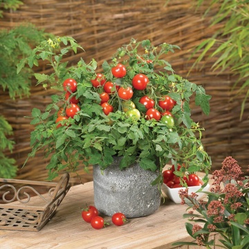 Donna F1 (8 seminte) rosii cherry extrem de productive si aromate, perfecte pentru ghivece, Sperli - Img 2