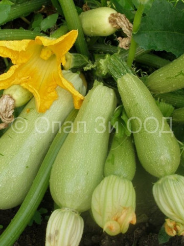 Dovlecei Izobilna F1 (1 kg) seminte de sovlecei soi foarte productiv de la Florian - Img 3