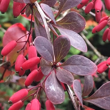 Dracila, (3 butasi), dracila Berberis thunbergii, arbust decorativ prin frunzele ce isi schimba culoarea, florile galbene si fructele rosii, Yurta - Img 3
