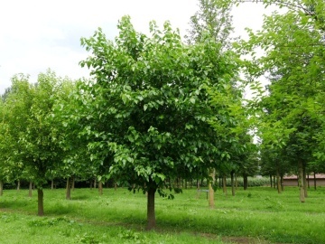 Dud Alb (200 seminte) White Mulberry - Morus alba, pom fructifer si decorativ, usor de ingrijit, Saflax - Img 4