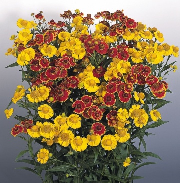 Dzielzan Jesienny - Floarea Elenei mix (0,1 gr) seminte Helenium autumnale perena, melifera, flori in nuante de rosu si galben, Toraf - Img 4
