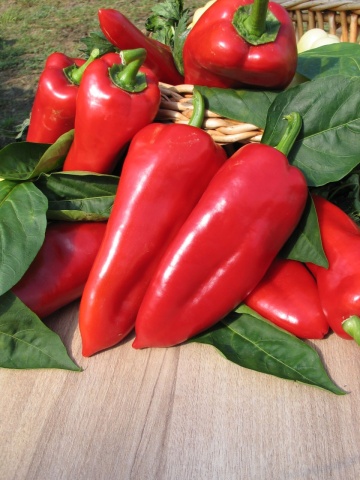 Elitto F1 (40 seminte), hibrid ardei capia, crestere nedeterminata, fructe rosii, GaraFarm - Img 3