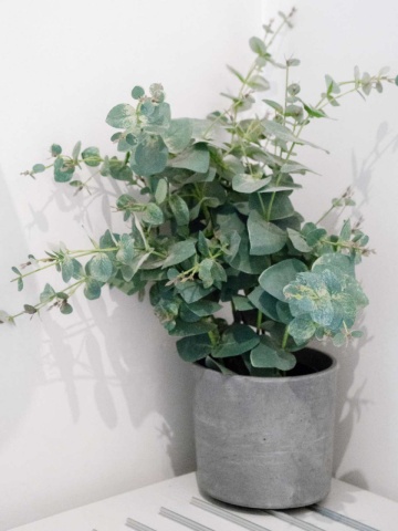 Eucalipt medicinal (10 seminte) arbore decorativ vesnic verde Eucalyptus globulus, frunze aromate, Toraf - Img 2