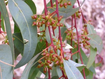Eucalipt Rosu de Rau (200 seminte) River Red Gum - Eucalyptus camaldulensis, flori delicate, ulei esential parfumat, Saflax - Img 4