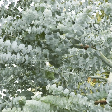 Eucalipt Silver Dollar (10 seminte) arbore decorativ vesnic verde Eucalyptus cinerea, Seklos - Img 3