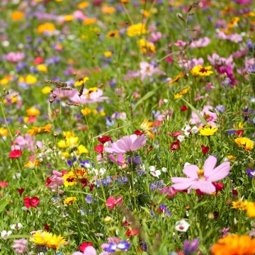 Fallow Perennial Flowers (45 gr), seminte mix flori salbatice perene si iarba, Seklos - Img 1