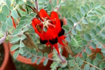 Floarea Cioc de Papagal (20 seminte) Sturt's Desert Pea - Clianthus formosus syn. Swaisonia formosa, flori mari rosu aprins, Saflax - Img 3
