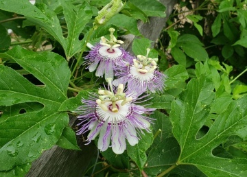 Floarea Pasiunii medicinala (5 seminte) Wild Passion Flower - Passiflora Incarnata, planta medicinala pentru calmare si somn odihnitor, Saflax - Img 4