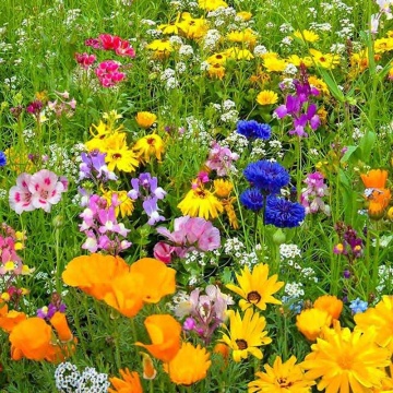 Flower Mix Summer BIO (500 seminte) amestec flori de vara anuale BIO, pentru gradini si ghivece, Seklos - Img 2