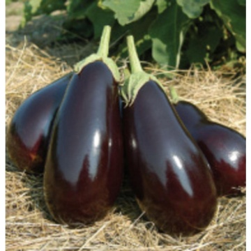 Galine F1 (5 gr) seminte vinete cu fruct de culoare violet stralucitor lung de 15 cm si cantaresc aproximativ 500 de grame, Clause