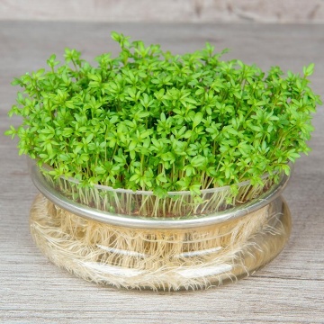 Garden Cress BIO (2000 seminte) creson de gradina BIO parfumat, crestere rapida, Seklos - Img 2